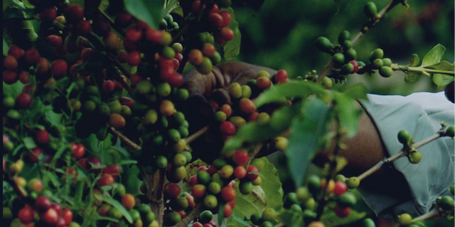 coffee-cultivation-and-natural-regeneration